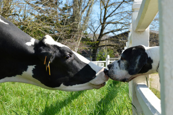 UK and NZ animal health associations welcome regulatory co-operation